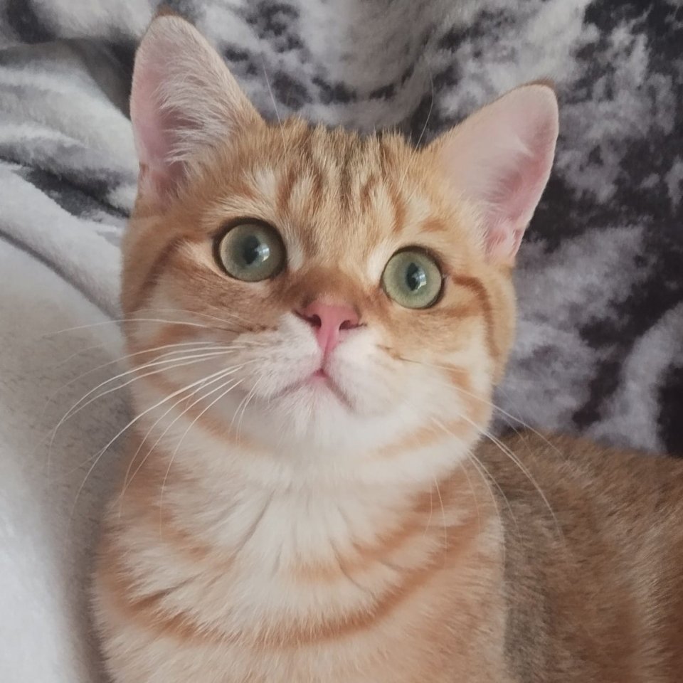 Reinrassige BKH Kitten Gold - British Kurzhaar - Berlin