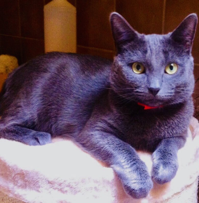 Deckkater  BKH Farbe Blau - Deckkater - Diepholz