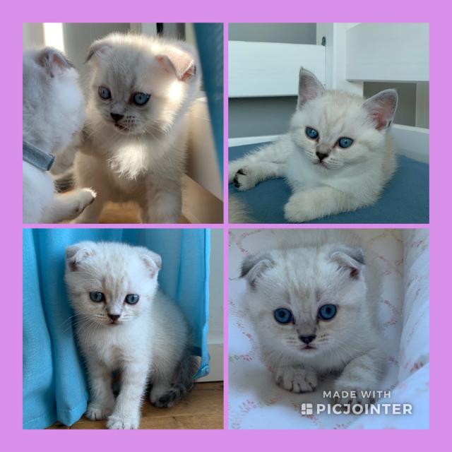 Britisch-Kurzhaar - Scottish-Fold-Shorthair-Mischlings-Katzenbabys - British Kurzhaar - Hamburg
