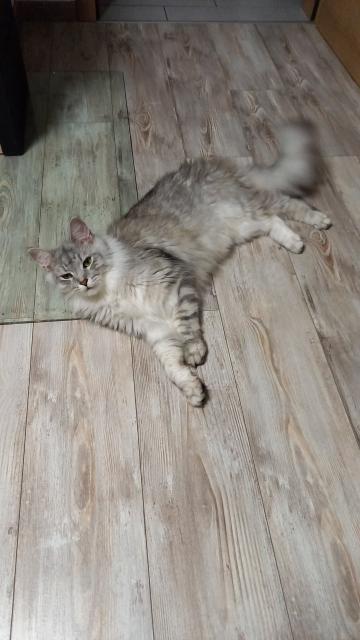 2 Maine Coon Katzen - Hauskatzen - Furth im Wald 