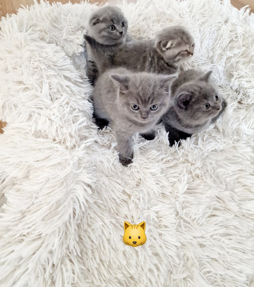 Kitten bkh britisch kurz - British Kurzhaar - Pirmasens