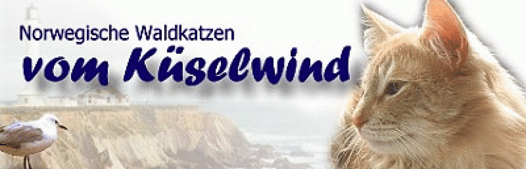 Hamburg -- Norwegische Waldkatzen vom Küselwind - Norwegische Waldkatze - Hamburg