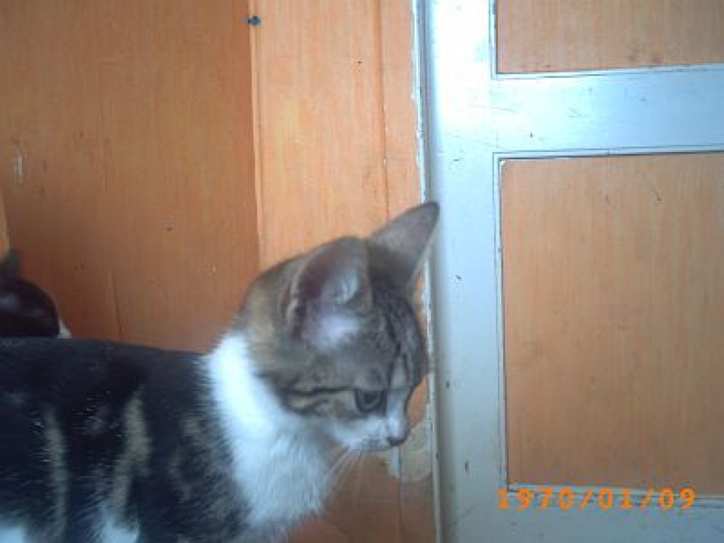 Wir sind 2 süsse Handaufsuchten - Hauskatzen - Rendsbruger Str 193
