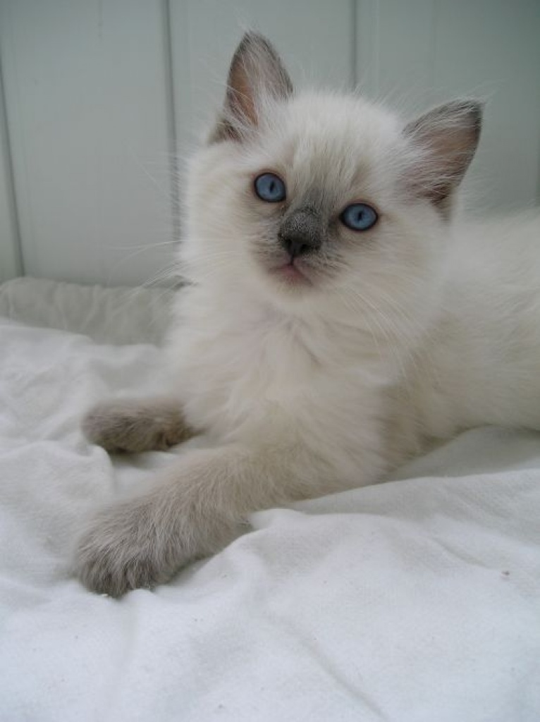 Wunderschöne und verschmuste Ragdoll-Kätzchen - Ragdoll - Krakau, Polen
