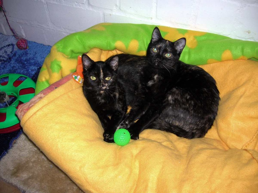 2 Engelchen (Katzenkinder) suchen Wolke 7 !!! - Hauskatzen - Oberhausen