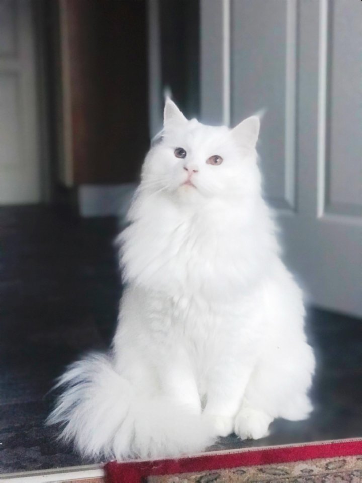Maine coon Deckkater - Deckkater - Gronau