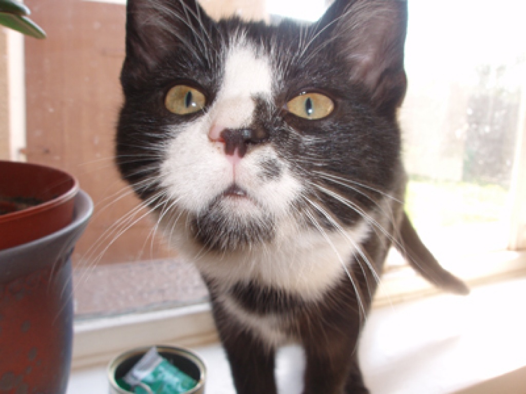 DRINGEND! Maja & Pia suchen ein gemeinsames Zuhause - Hauskatzen - Schkeuditz
