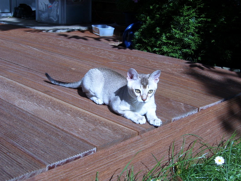 Singapura-Kater - Katzen Sonstige - Eschborn