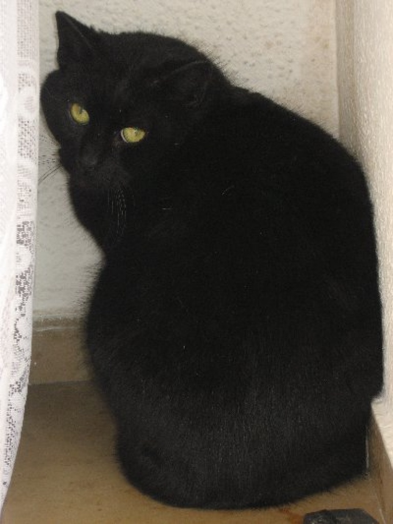 Kimba sucht ein neues Zuhause !!! - Freigaenger - Duisburg
