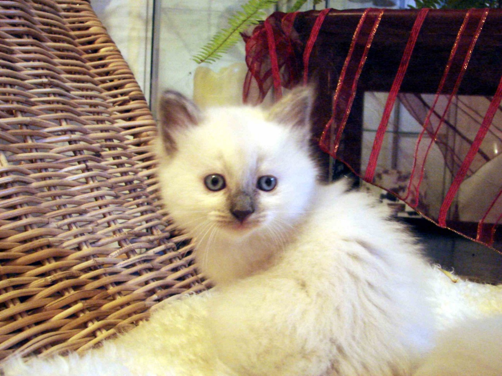 Neva Masquarade Kitten - Sibirische Katze - A-St.Pantaleon