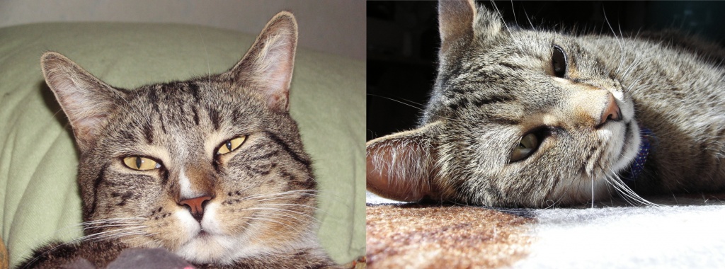 Zwei Kater suchen neues Zuhause - Hauskatzen - Bottrop