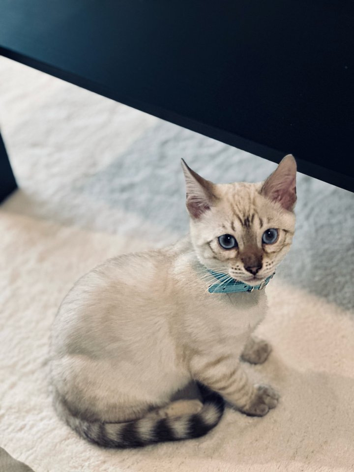 Snow Bengal 12 Wochen Kitten - Bengal - Duisburg