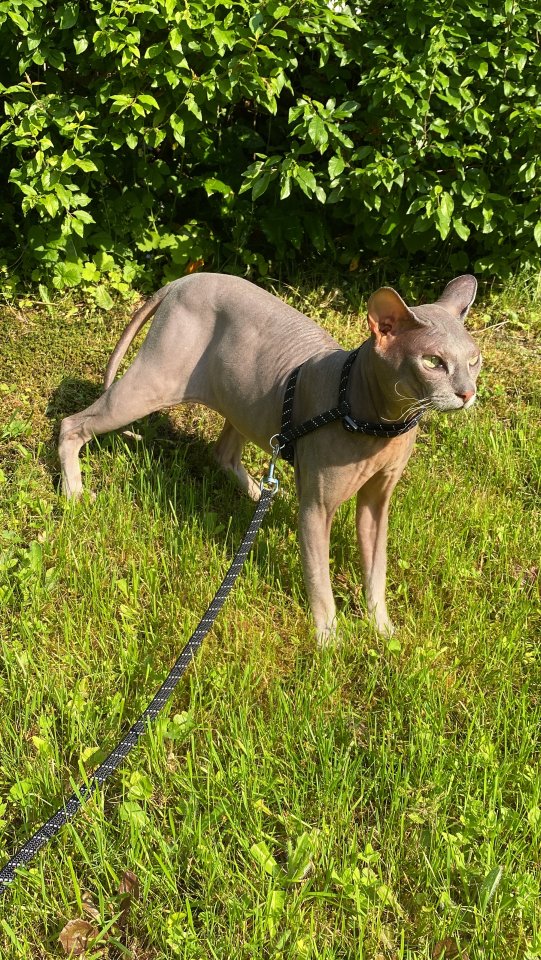 Deckkater Don Sphynx / Sphinx flock - Deckkater - Bad Berleburg