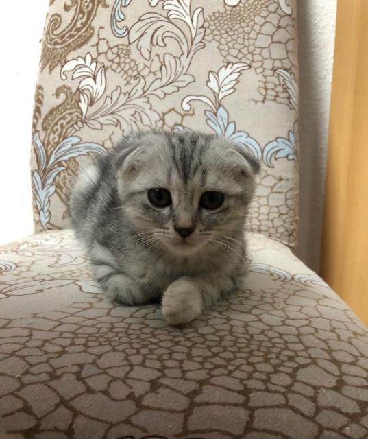 Scottish fold katze - Scottish Fold - Berlin