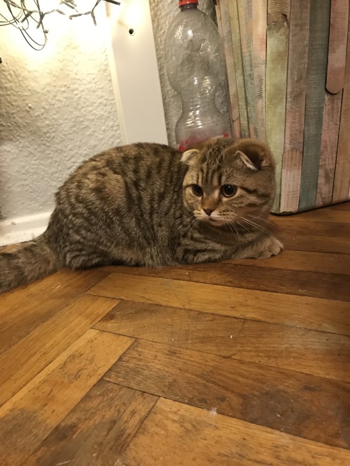 Katze und Kater 5 Monate - British Kurzhaar - Berlin