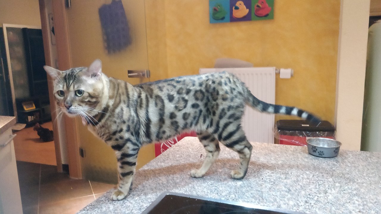 Schmuse Bengal Kater, geimpft, gechipt entwurmt mit Stammbaumurkunde - Bengal - Frankfurt