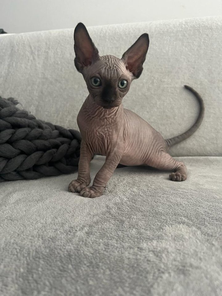Liebevolle Sphynx Kätzchen abzugeben - Hauskatzen - Zirndorf