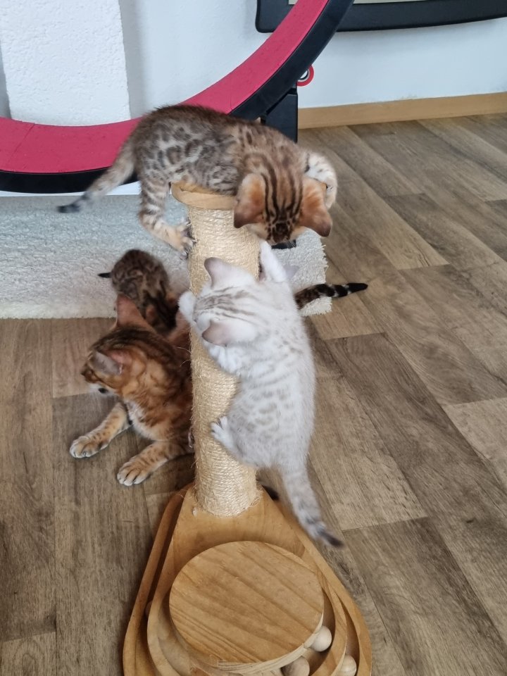 Bengalkitten mit Stammbaum - Bengal - Hohenmölsen