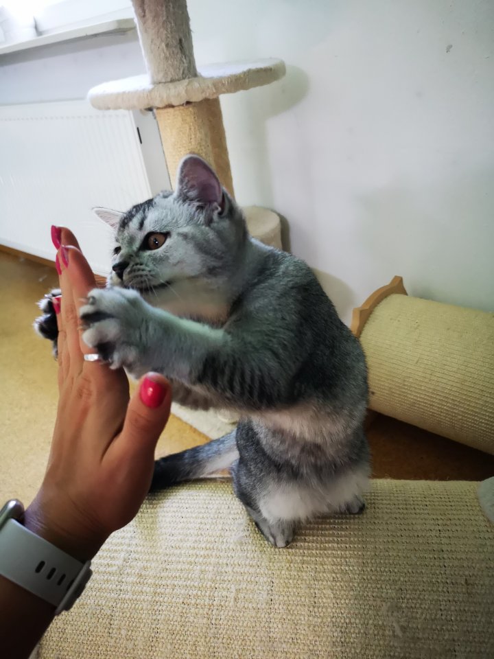 Reinrassige BKH Kitten suchen dich - British Kurzhaar - Steinheim am Albuch