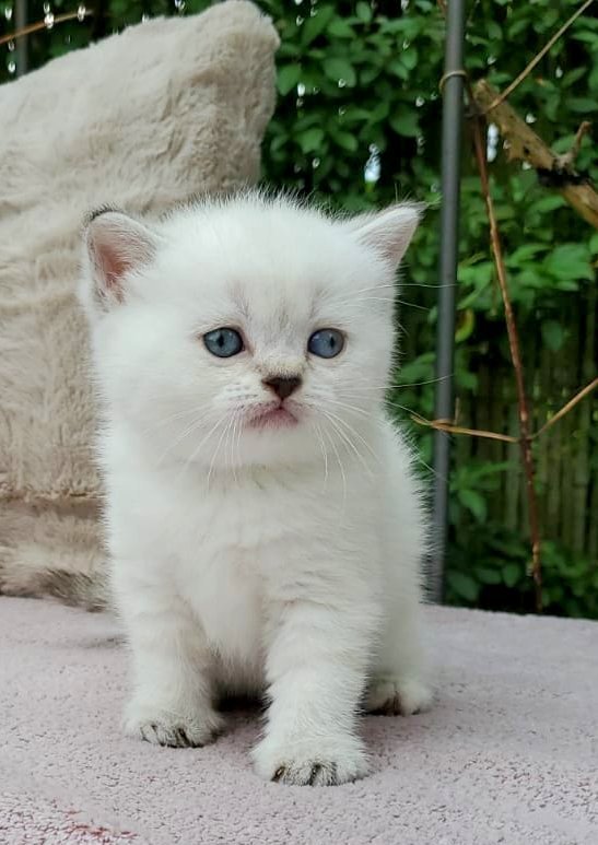 Britisch Kurzhaar (BKH) Kitten in chocolate und lilac (tabby) point - British Kurzhaar - Mühlacker-Dürrmenz