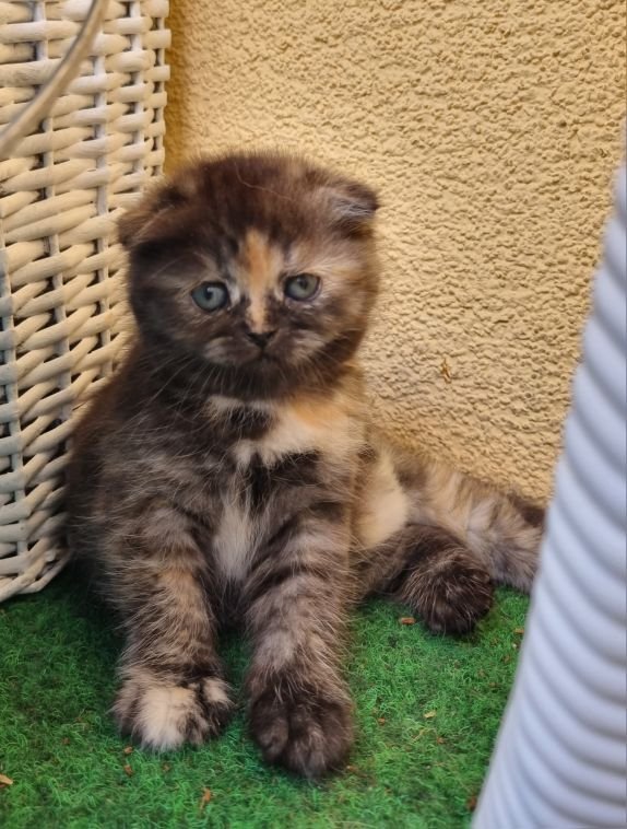 Exotic Shorthair Mix Kätzchen - Exotic Shorthair - Potsdam