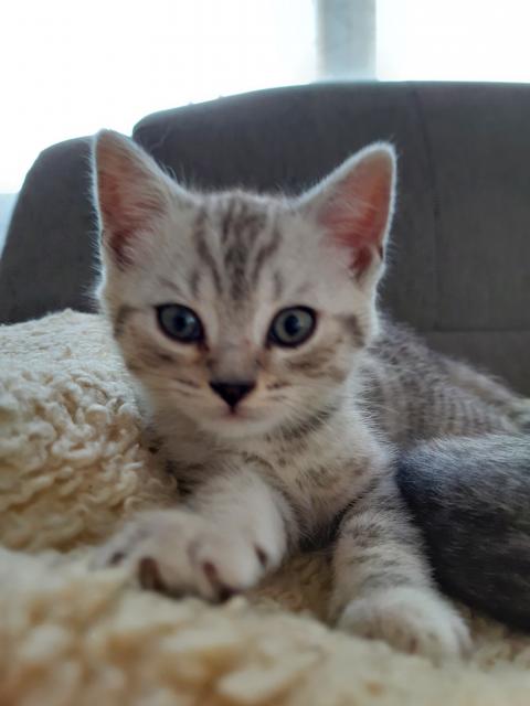 Kitten Britisch Kurzhaar  - British Kurzhaar - Hankensbüttel