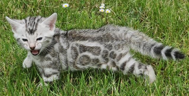 Reinrassige Black Silber Bengal Junge geboren.3.52022 - Bengal - Römstedt - Drögennottorf