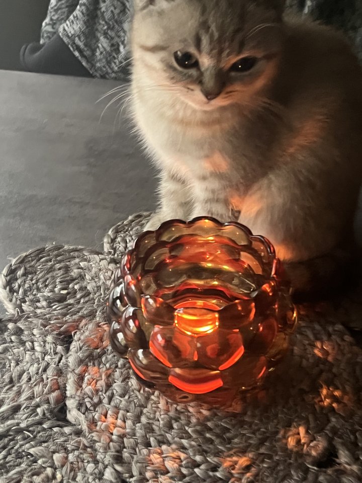 Reinrassige BKH Kitten - British Kurzhaar - Schiffweiler