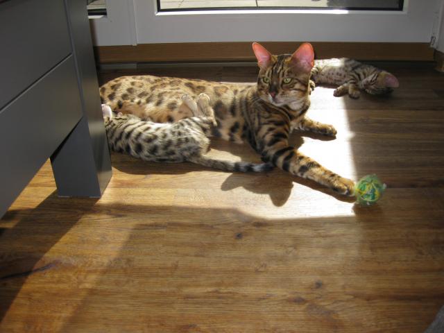Reinrassige Bengalkitten.Auszug bereit - Bengal - Frielendorf