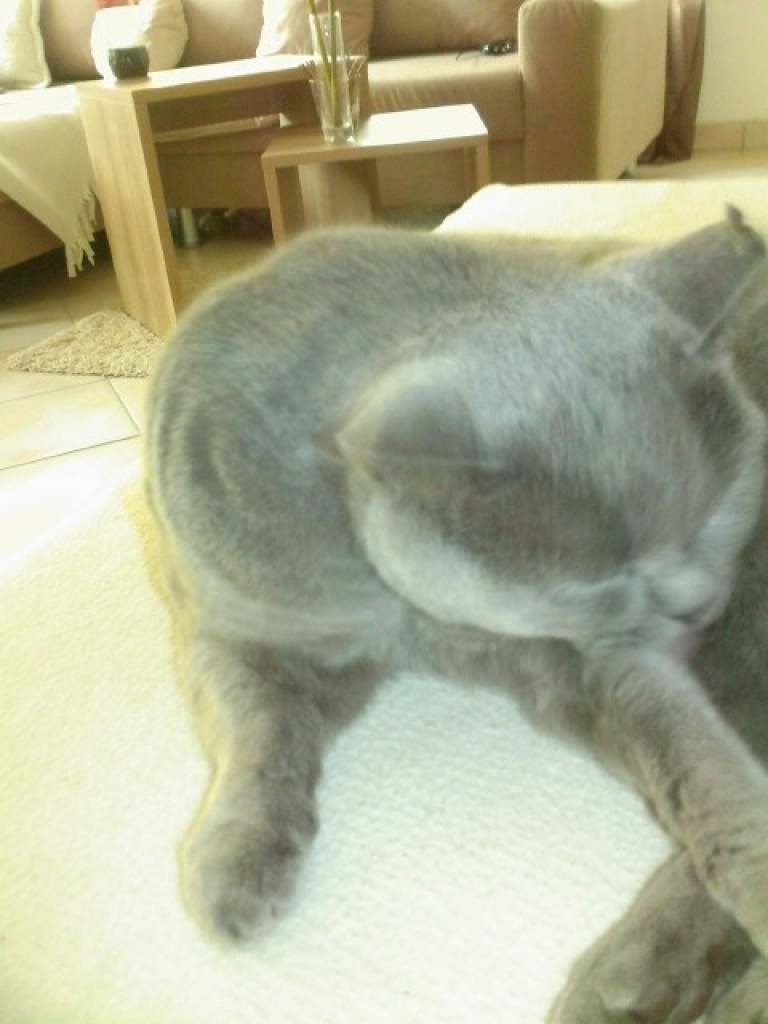 Katzensitterin Raum Falkensee gesucht!! - Katzensitter - Dallgow Döberitz