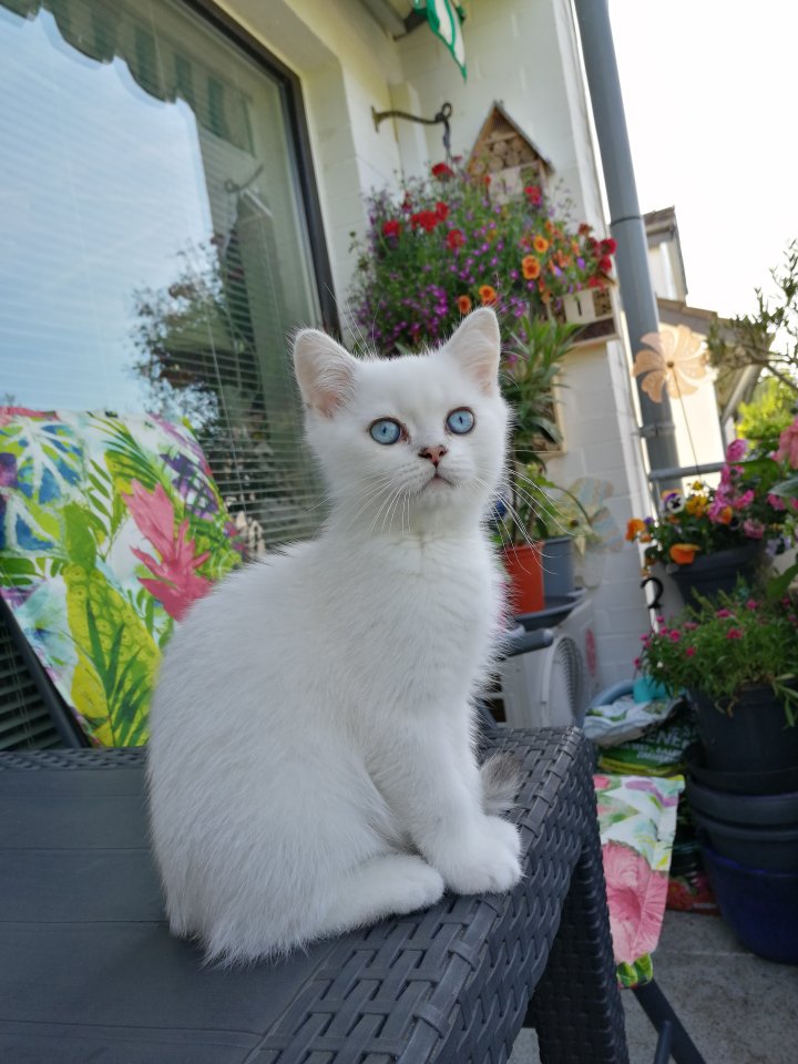 Bildhübscher junger reinrassiger BKH Kater 5 Monate alt - British Kurzhaar - Ratingen