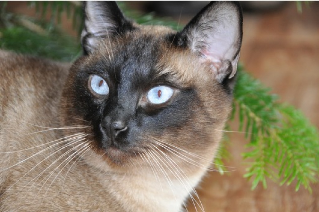 Siam Deckkater (alte Thai Rasse) - Deckkater - Osnabrück