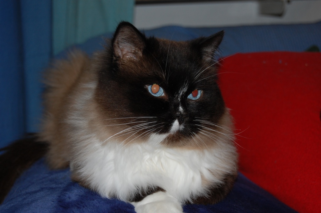 Ragdoll Deckkater mit tollen blauen Augen - Deckkater - 28719