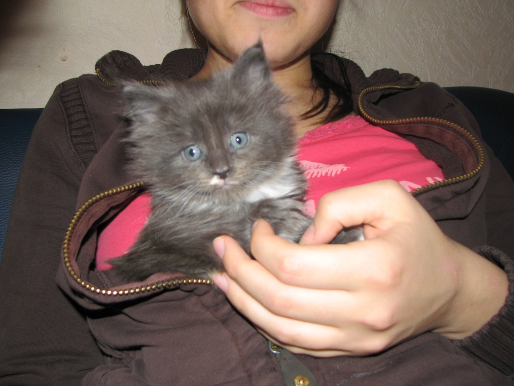 Maine Coon Kitten m. P. - Maine Coon - Troisdorf