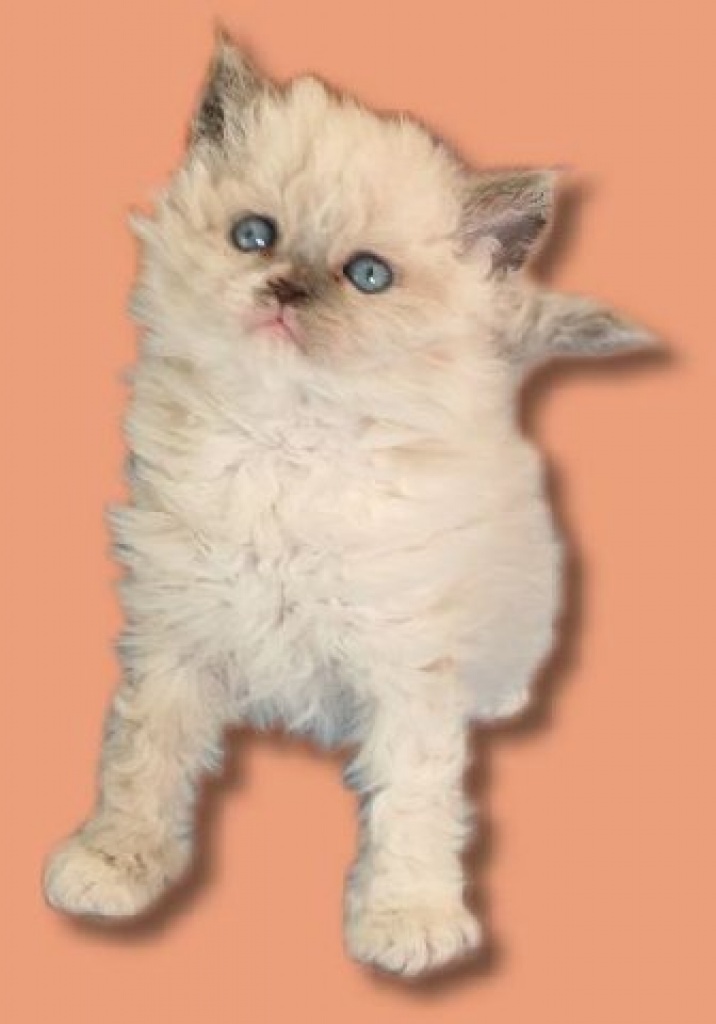 Selkirk Rex Langhaar Kitten in colourpoint abzugeben - Selkirk Rex - Hannover