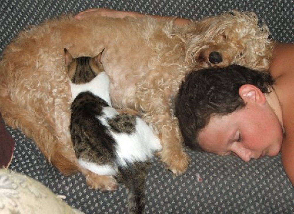 Wuschi kater sucht dringen eine heimat mit garten oder ähnliches GRÜNES! - Freigaenger - Neckarsteinach