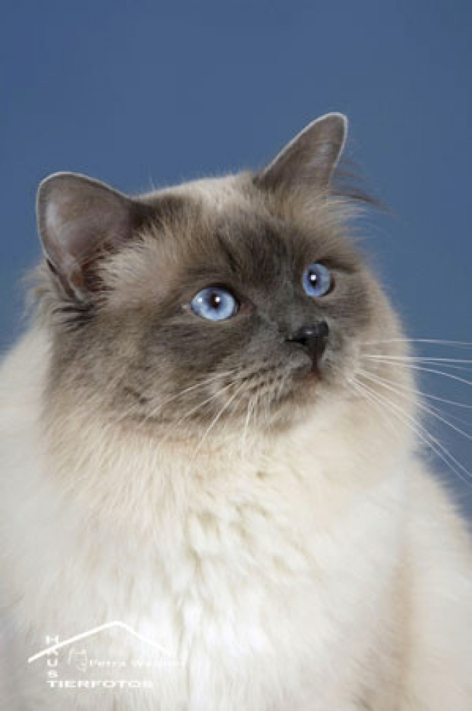 Heilige Birma Deckkater,GB*Großer Europa Champion Tarkusha Zachariah - Deckkater - Duisburg