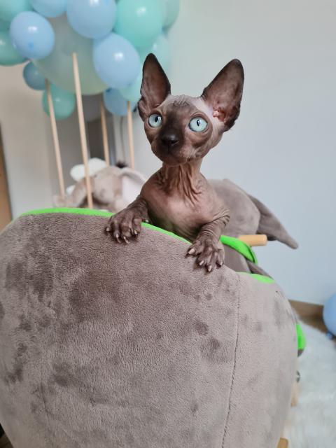 Deckkater Sphynx  - Sphynx - Fürstenau