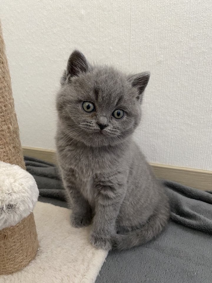 BKH lilac Blue lilac Blue Kitten Kätzchen Katze Babykatze geimpft + entwurmt - British Kurzhaar - Hiddenhausen 