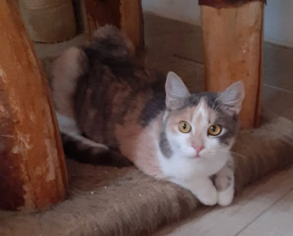 Coco – Glückskatze sucht dringend glückliches Zuhause! (aus dem Tierschutz / gec - Mischling - Kissing