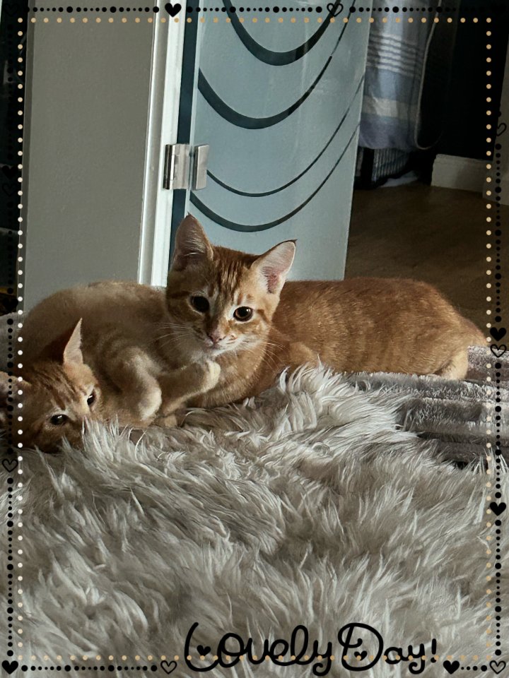 Birma-Hauskatze Mix 1Kater 1Kätzin Kitten - Mischling - Höhenkirchen-Siegertsbrunn 