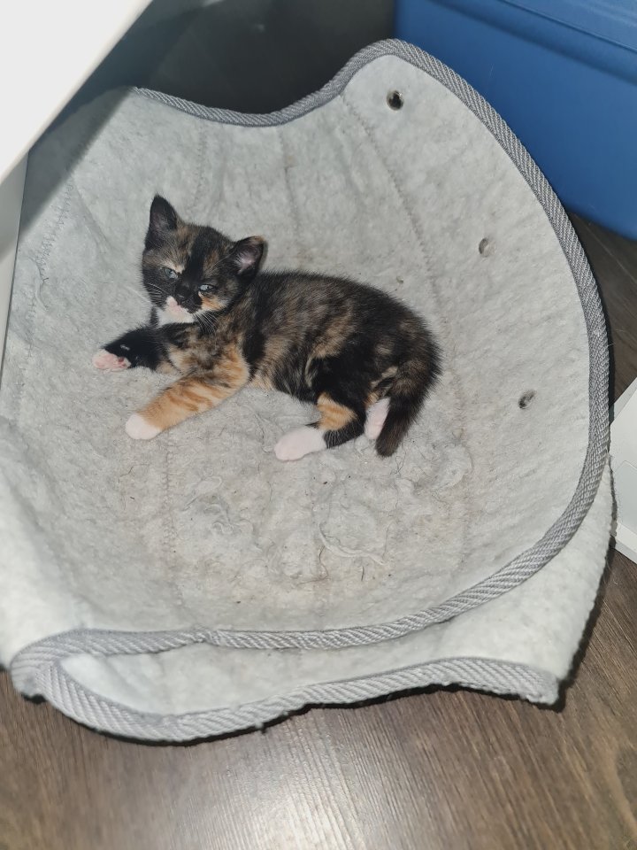 6 zuckersüsse Katzenbabys suchen ein neues Zuhause - Hauskatzen - Tönisvorst