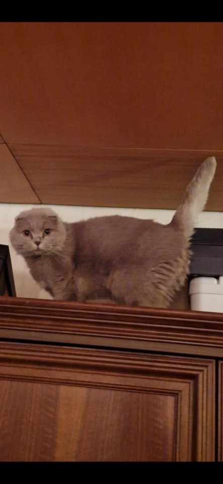 BKH Scottish fold Mix - Hauskatzen - Hamm