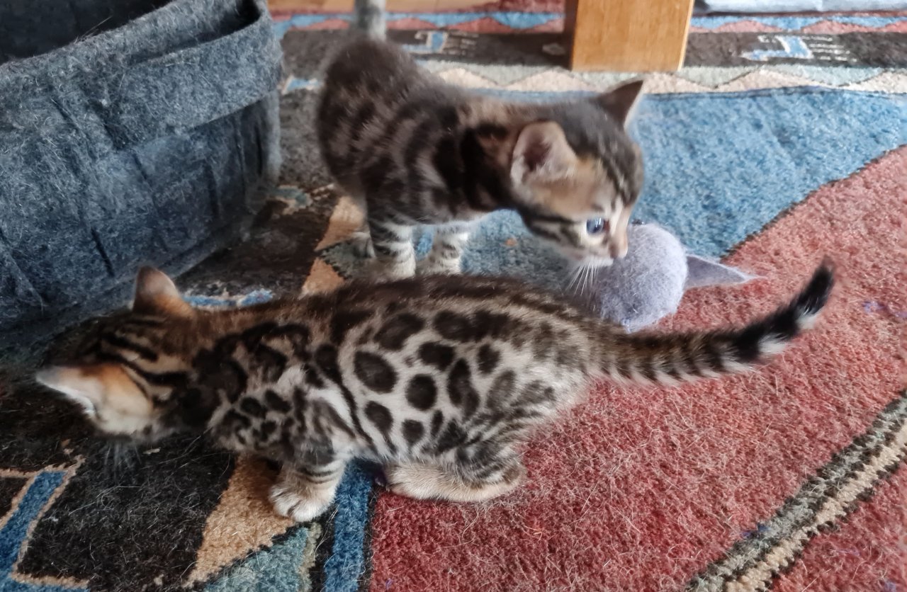 Wunderschöne Bengal Kitten, Mini Leoparden - Bengal - Münsingen