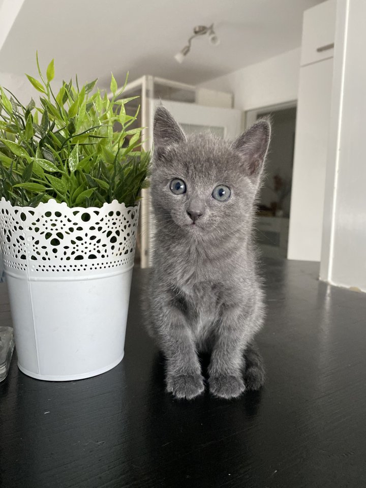 Reinrassige Russisch blau Kitten - Russisch Blau - Espenau