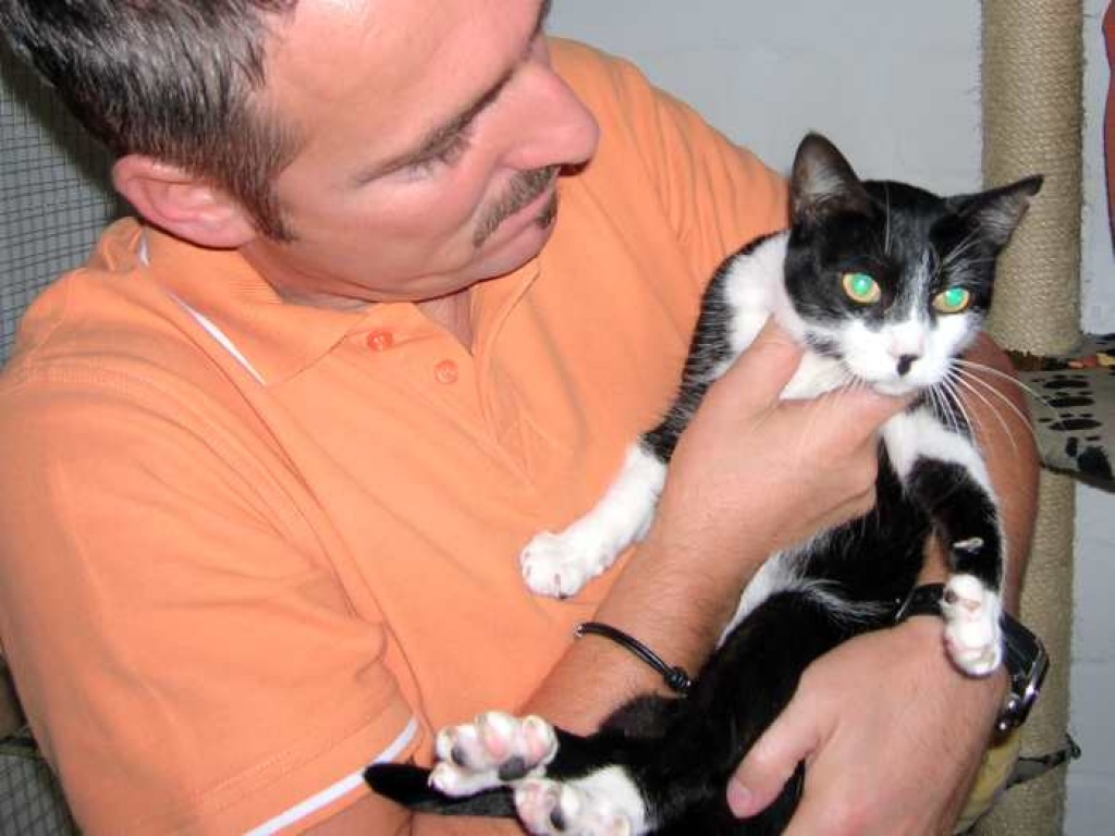 Katze Tina, Wunder gesucht! - Hauskatzen - Oberhausen