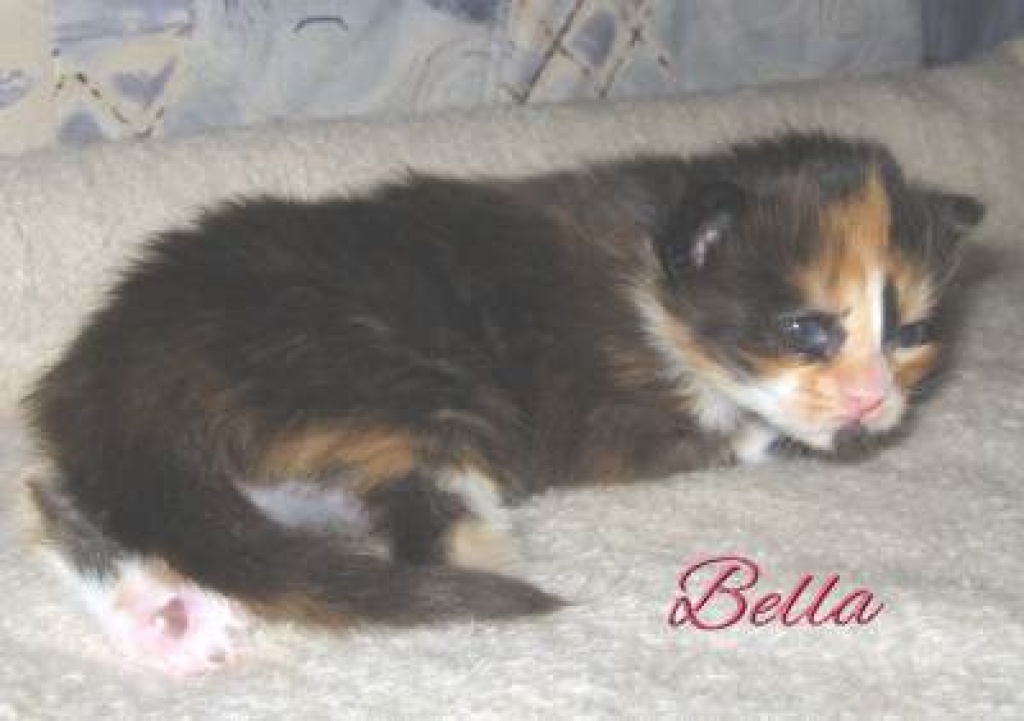 Maine Coon Kitten - Maine Coon - Betzdorf