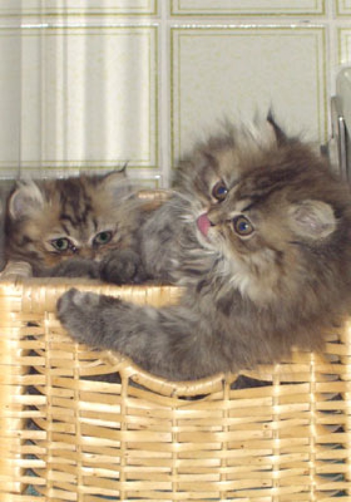 Wir kümmern uns liebevoll um eure Katze(n)! - Katzensitter - München