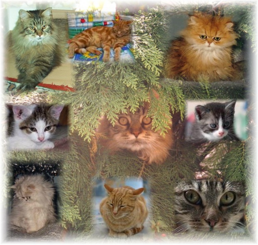 Petras Katzenhilfe München - Katzen Sonstige - München