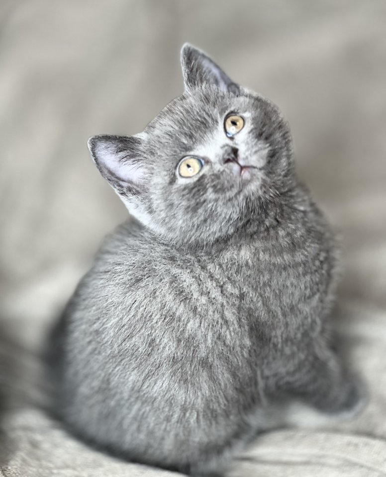 Reinrassige BKH Kitten in Blau und Lila - British Kurzhaar - Berlin